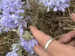 Image of Eriastrum densifolium subsp. patens (Hoover) S. J. De Groot