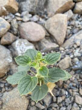 Image of Cleome noeana Boiss.