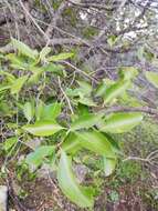 Image of Cassine peragua subsp. affinis (Sond.) R. H. Archer