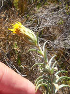 Image of Pteronia scabra Harv.