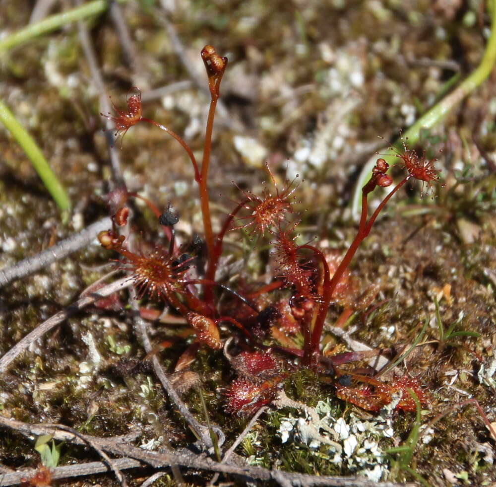 Image of Drosera peltata subsp. auriculata (Backh. ex Planch.) Conn