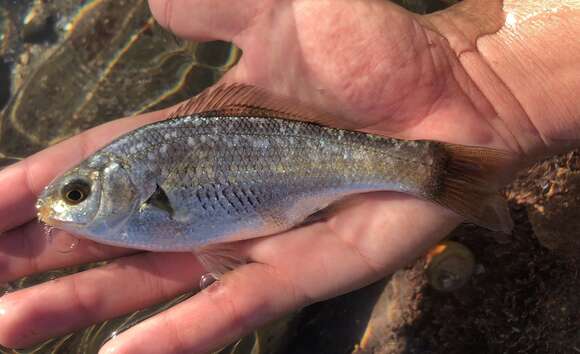 Image of Reef perch