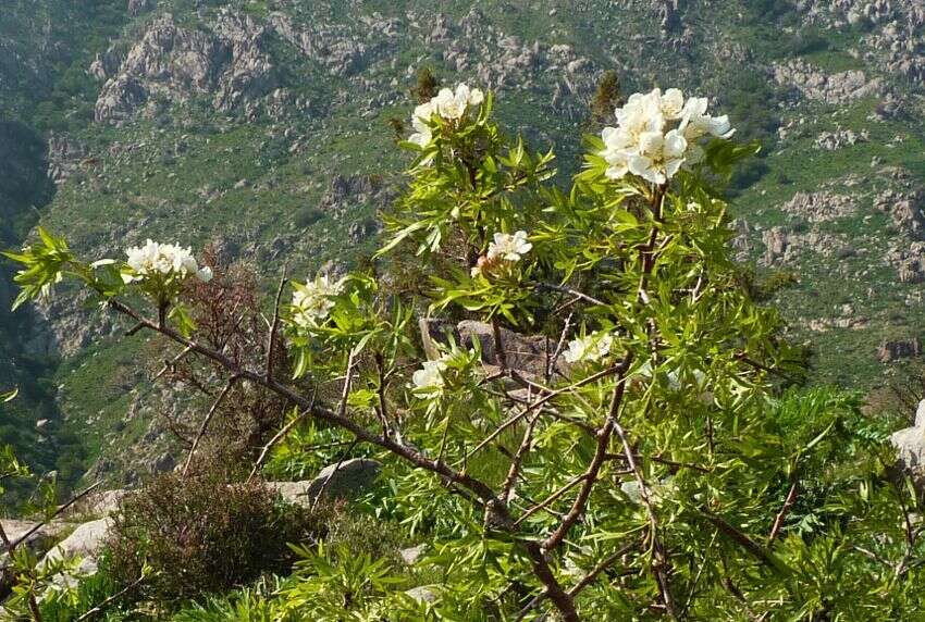 Image of Pyrus regelii Rehd.