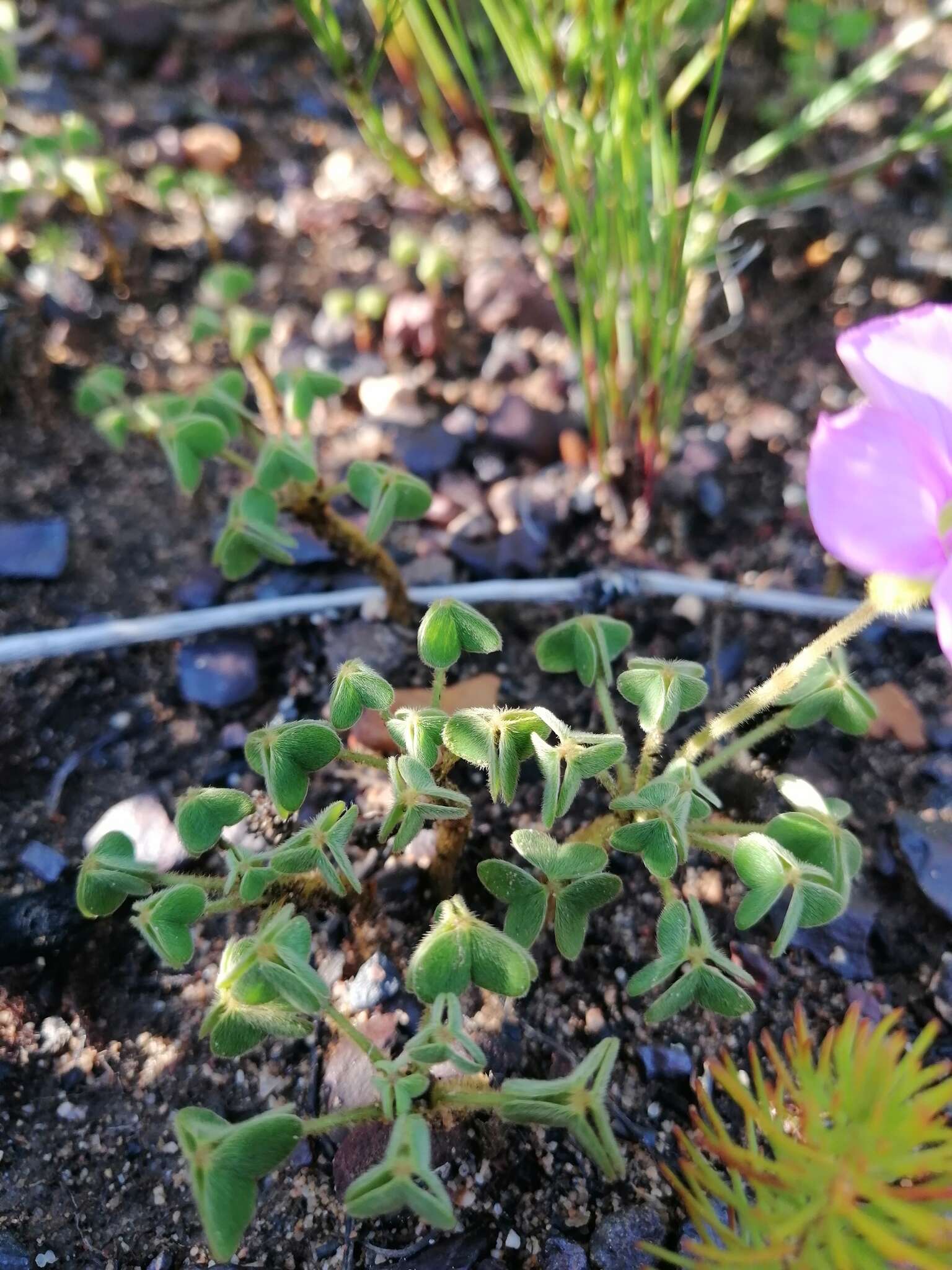 Imagem de Oxalis lanata var. rosea T. M. Salter