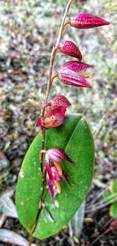 Image of Stelis restrepioides (Lindl.) Pridgeon & M. W. Chase