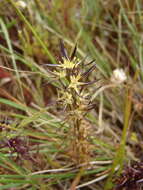 Image of Wurmbea spicata var. spicata