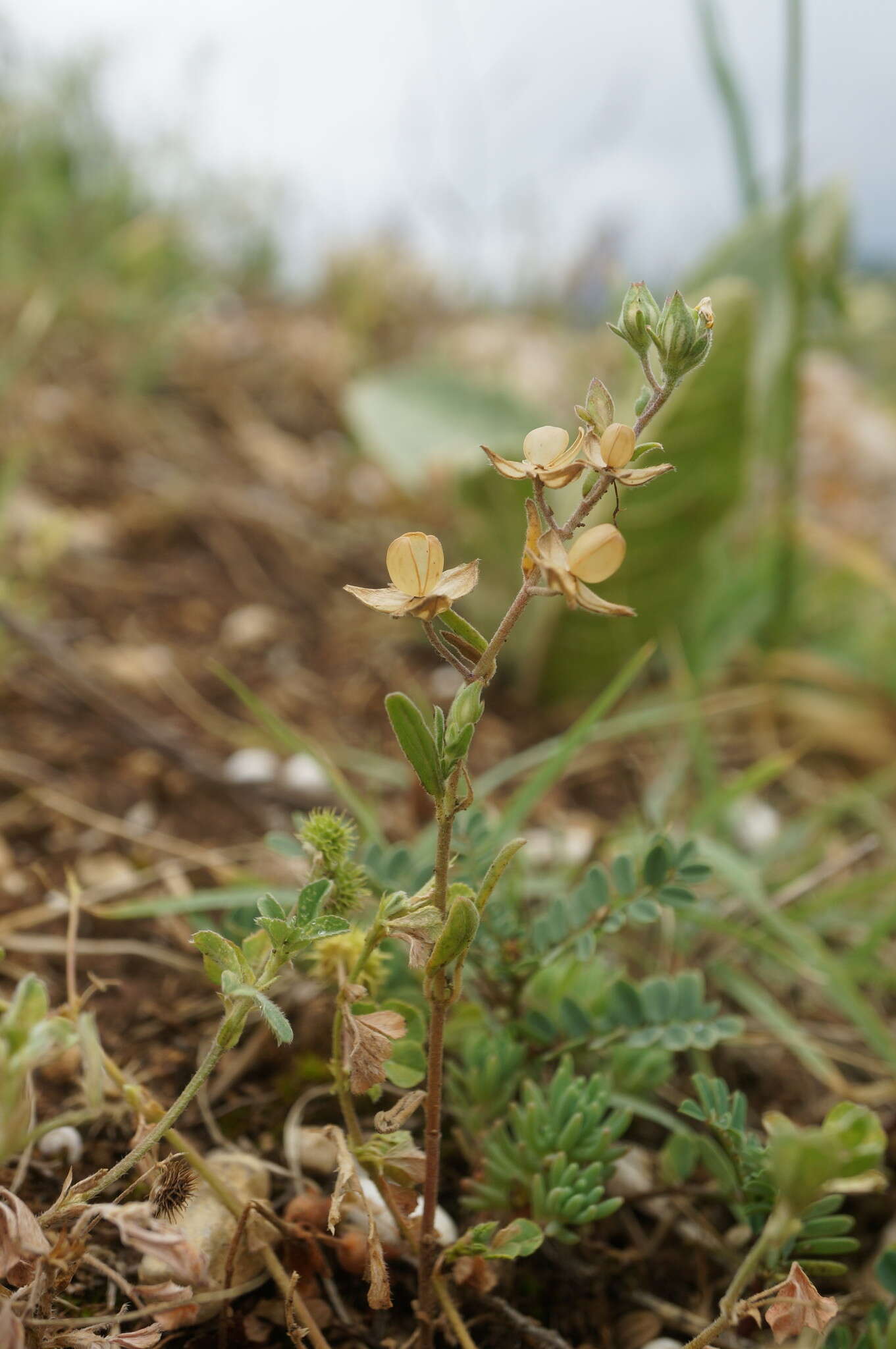 Image of willowleaf frostweed