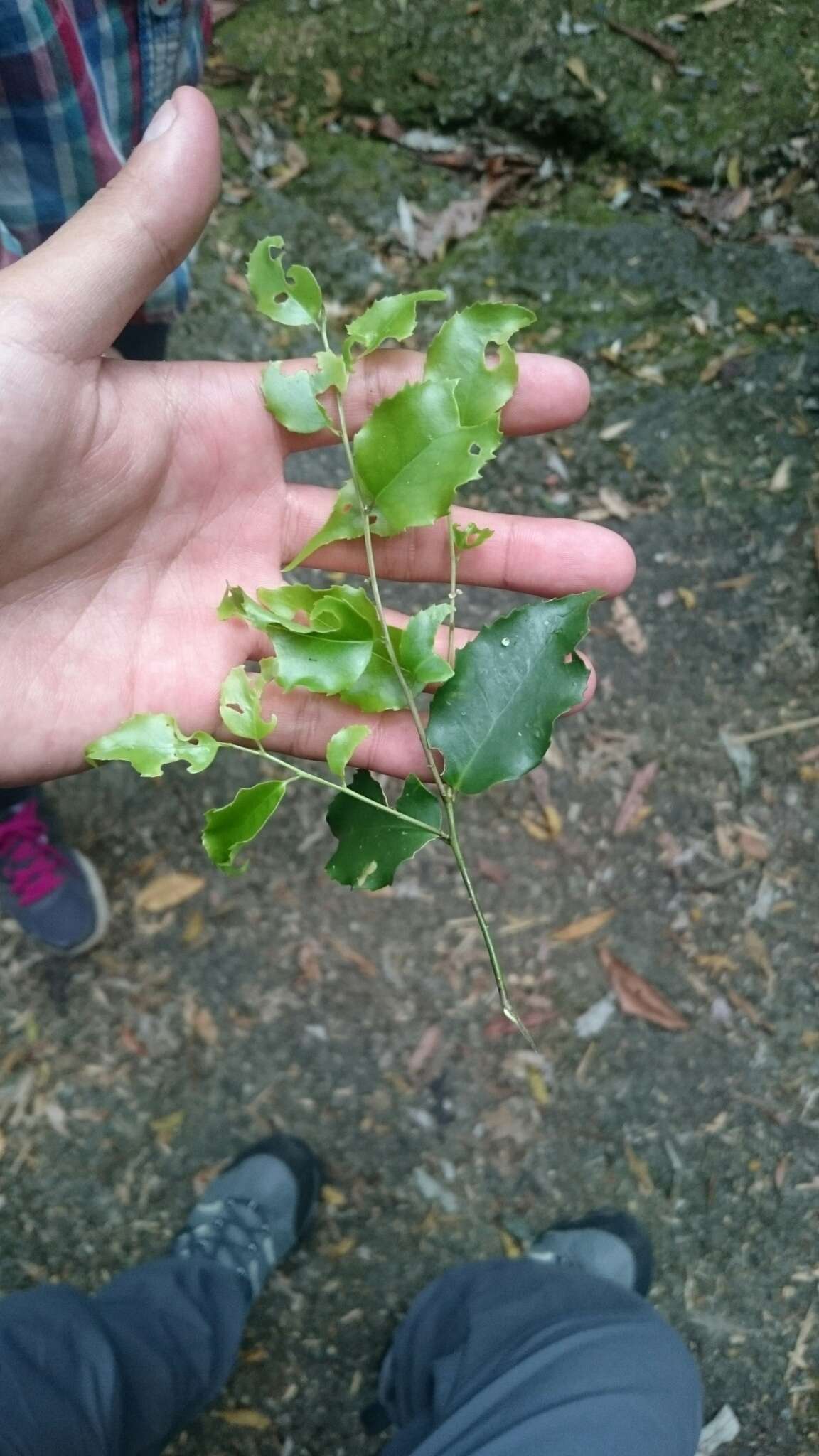 Image of Symplocos sumuntia var. modesta (Brand) Noot.