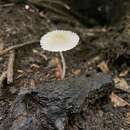 Image of Coprinellus ephemerus (Bull.) Redhead, Vilgalys & Moncalvo 2001