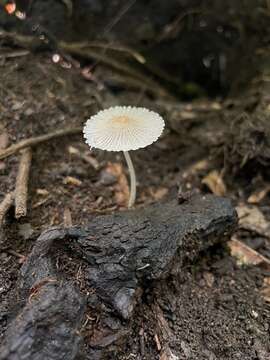 صورة Coprinellus ephemerus (Bull.) Redhead, Vilgalys & Moncalvo 2001