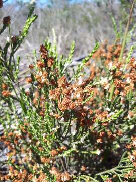 Image of Passerina paleacea Wikstr.