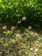 Imagem de Trifolium grandiflorum Schreb.