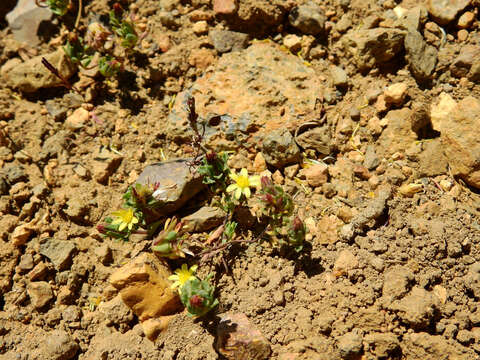 Image of Chaetanthera euphrasioides (DC.) Fr. Meigen