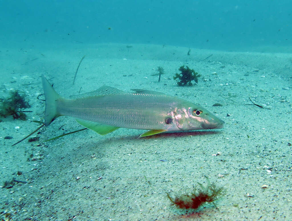 Plancia ëd Sillago ciliata Cuvier 1829