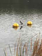 Image de Anhinga d'Australie