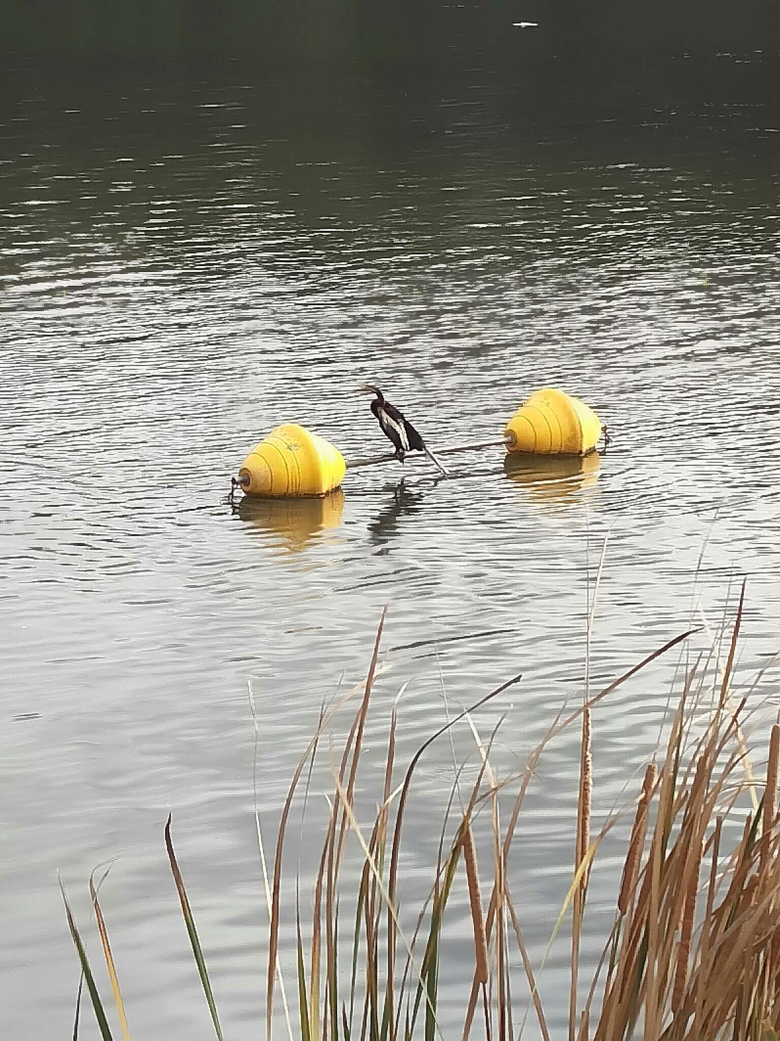 Image de Anhinga d'Australie