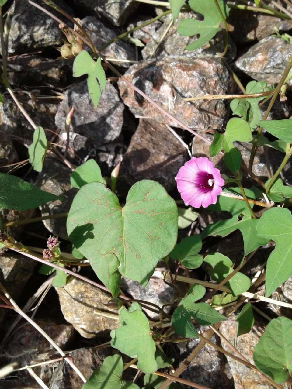 Image of Ipomoea grandifolia (Damm.) O'Donell