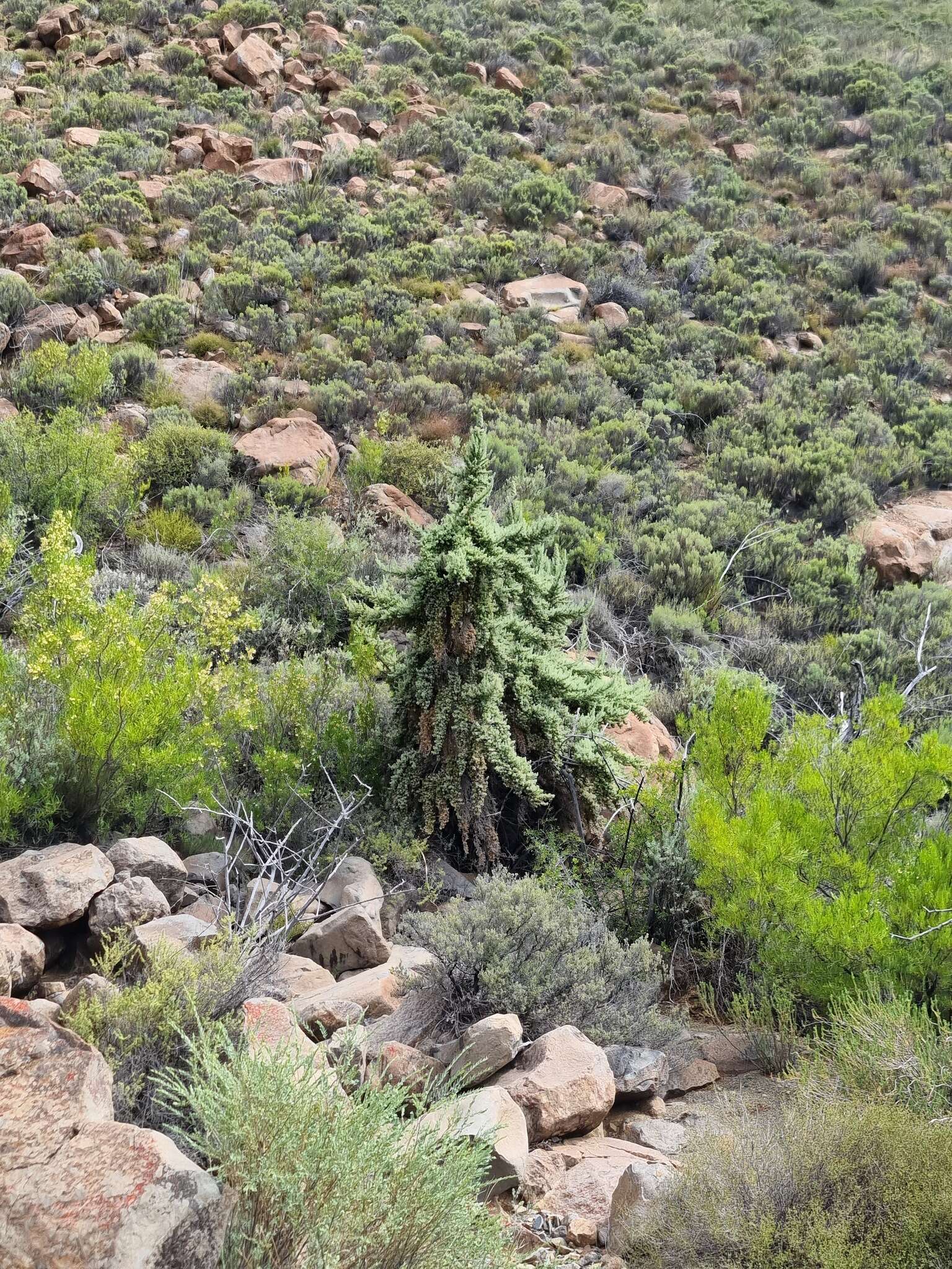 Image of Cliffortia arborea Marloth