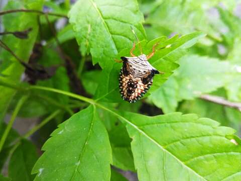 <i>Edessa reticulata</i>的圖片