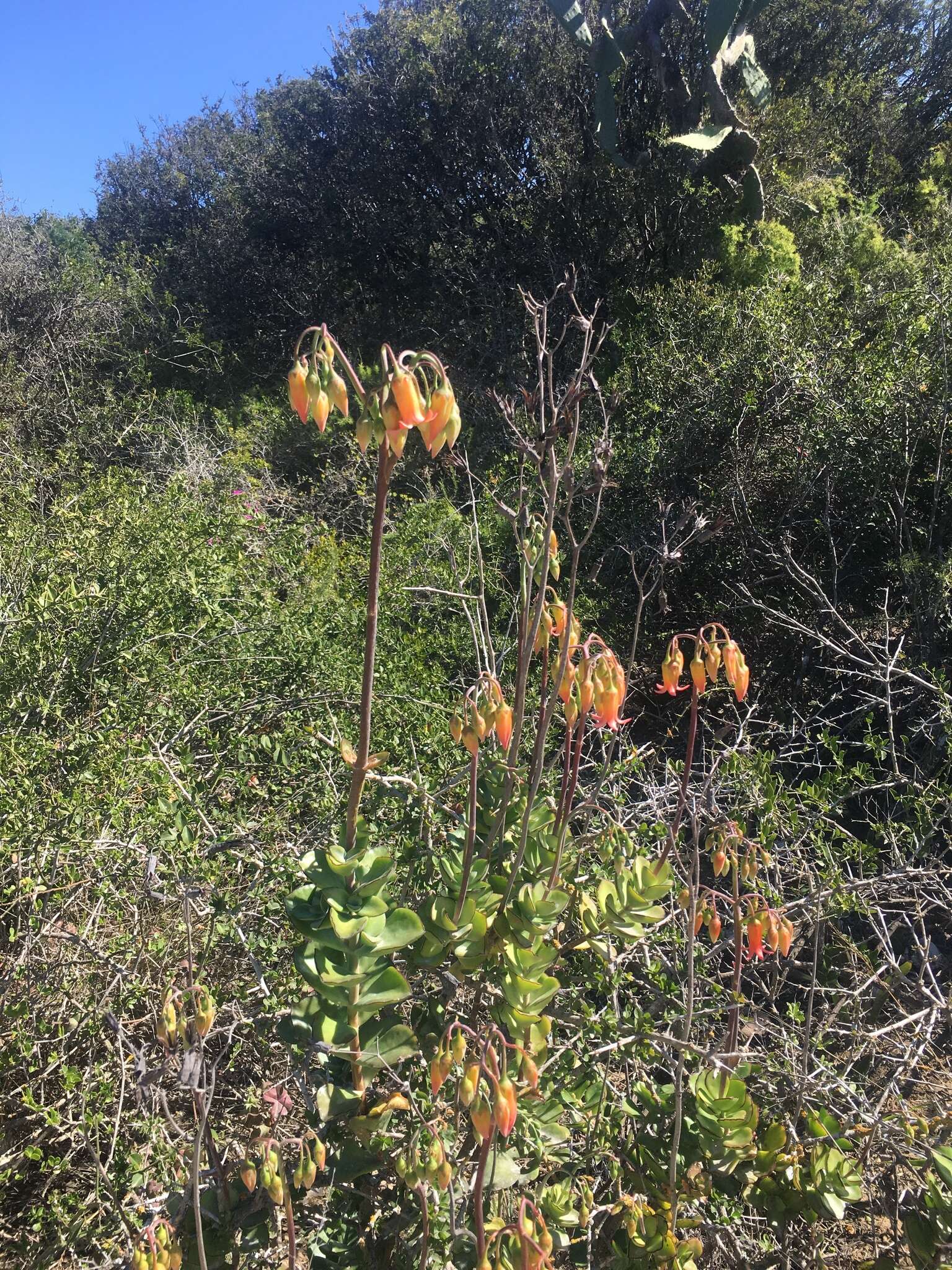 Imagem de Cotyledon adscendens R. A. Dyer