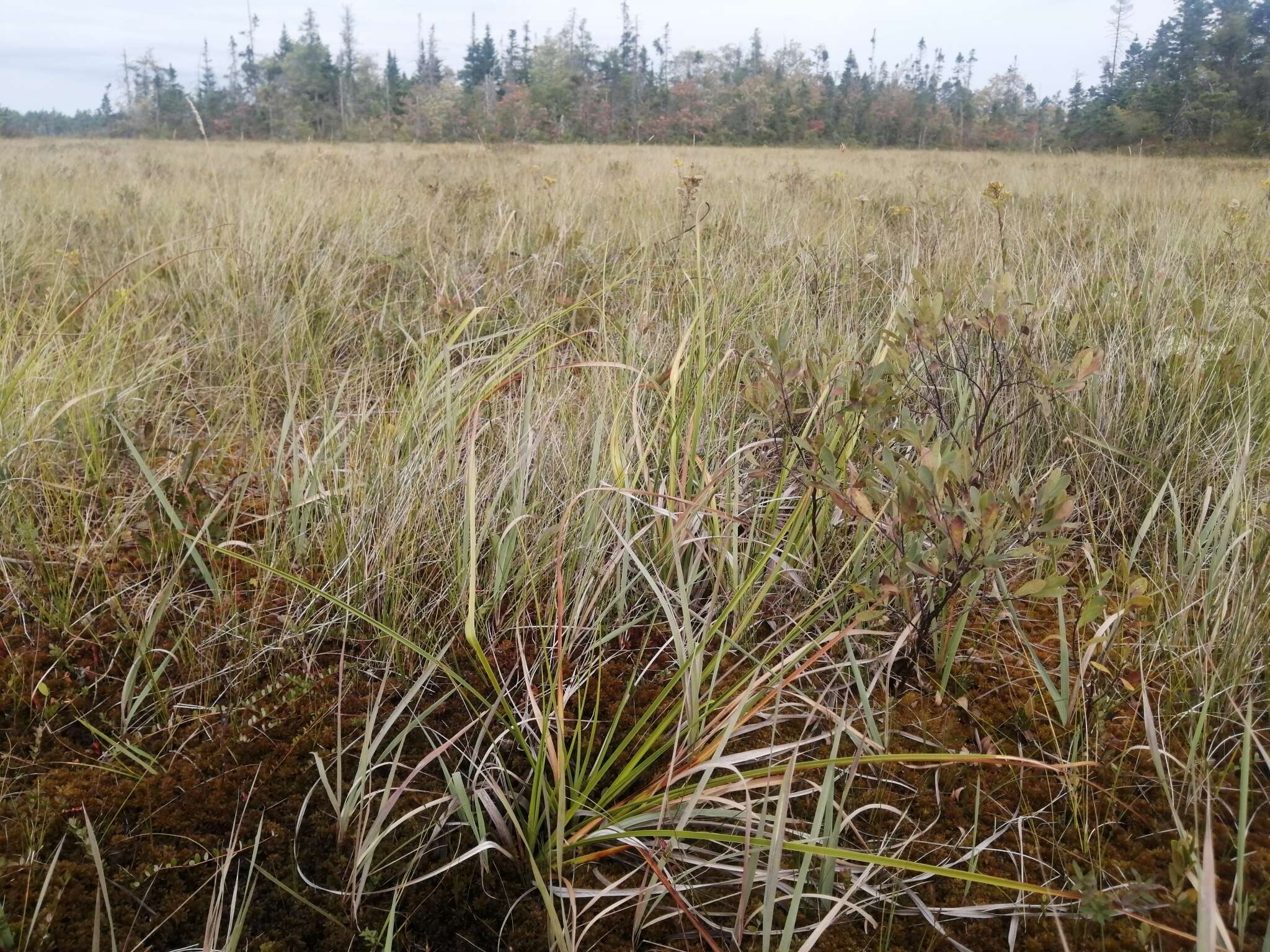 Image of Long's Bulrush