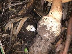 Image of Amanita ochrophylla (Cooke & Massee) Cleland 1924