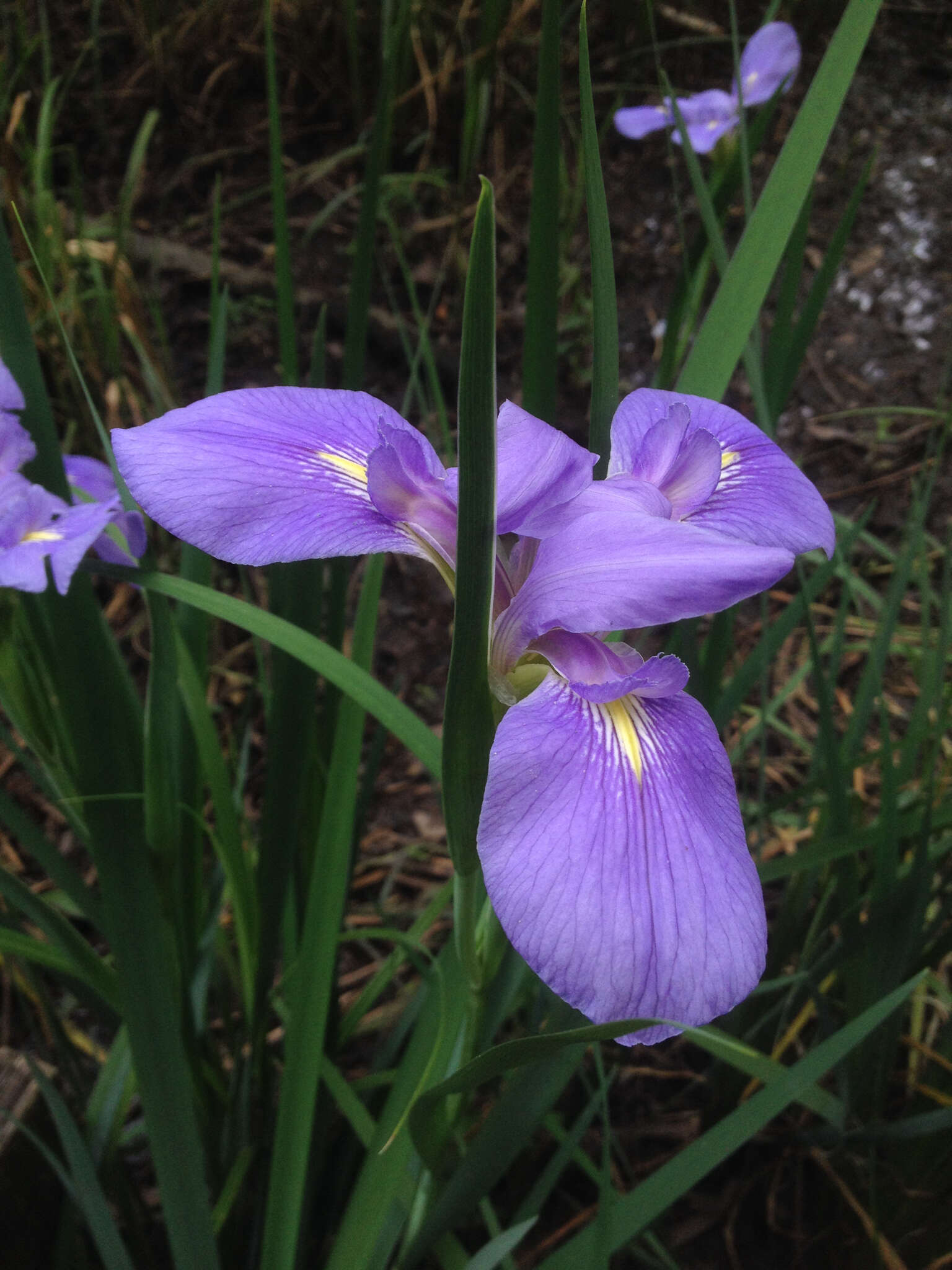 Image of giant blue iris