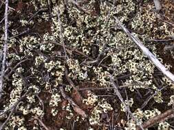 Image of Resurrection lichen