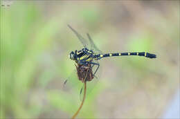 Image of Sieboldius albardae Selys 1886