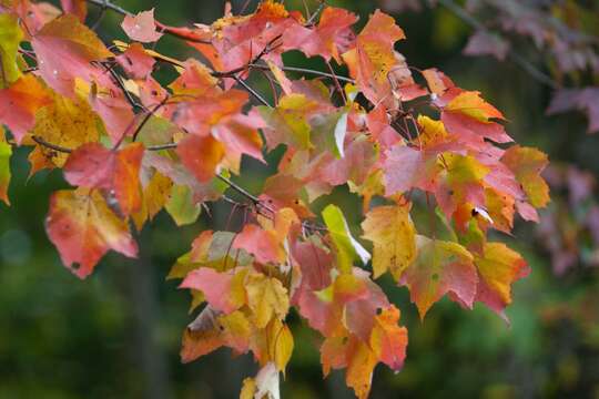 Image of Acer rubrum var. rubrum