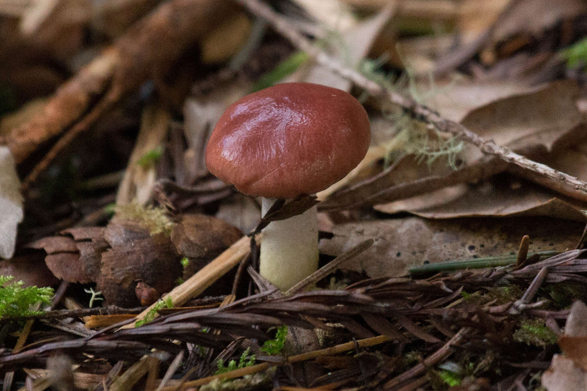 Plancia ëd Gomphidius subroseus Kauffman 1925