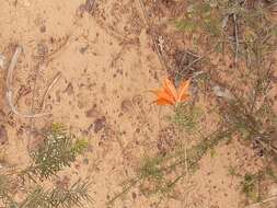 Image of Lambertia ericifolia R. Br.