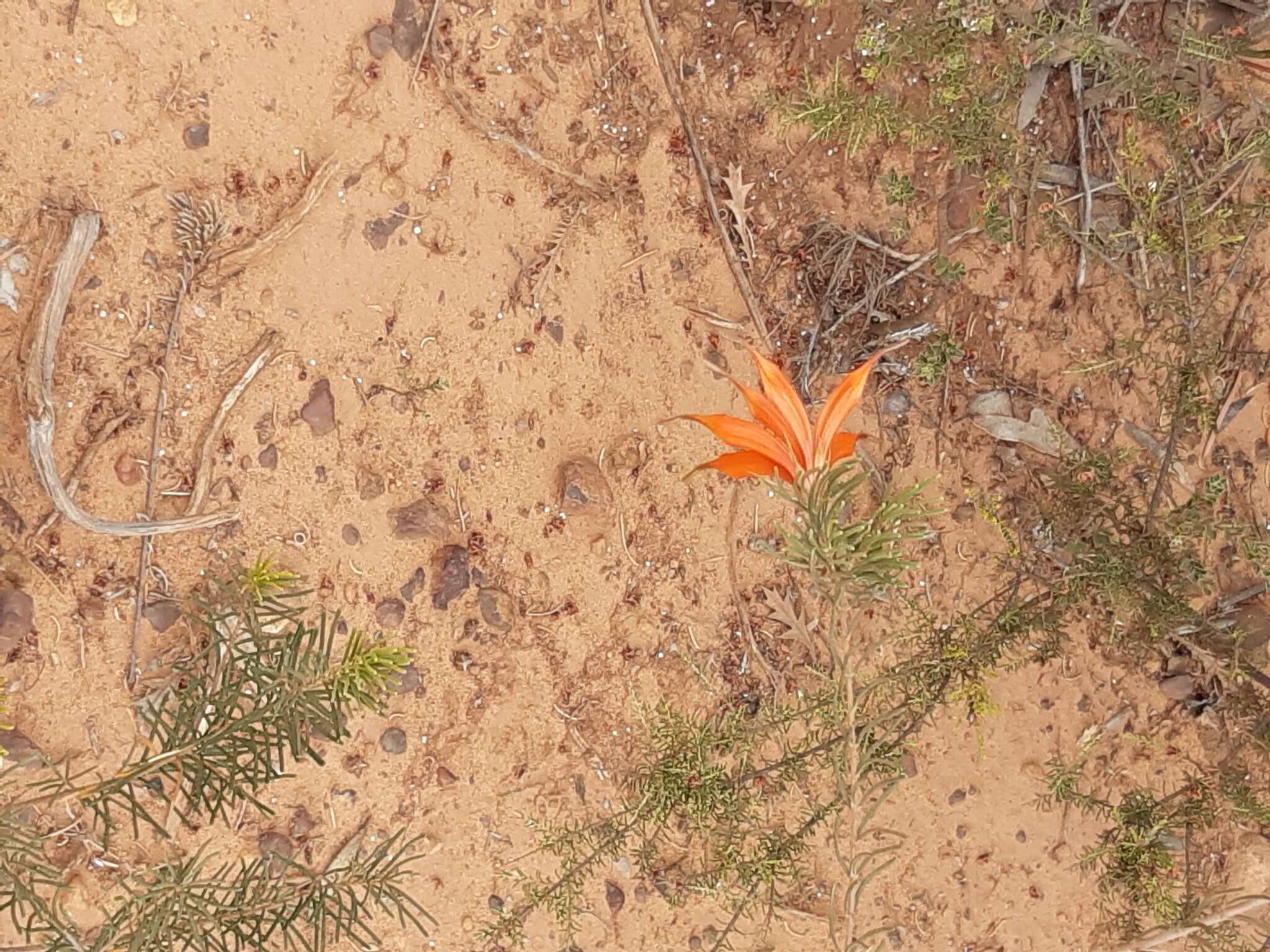 Image of Lambertia ericifolia R. Br.