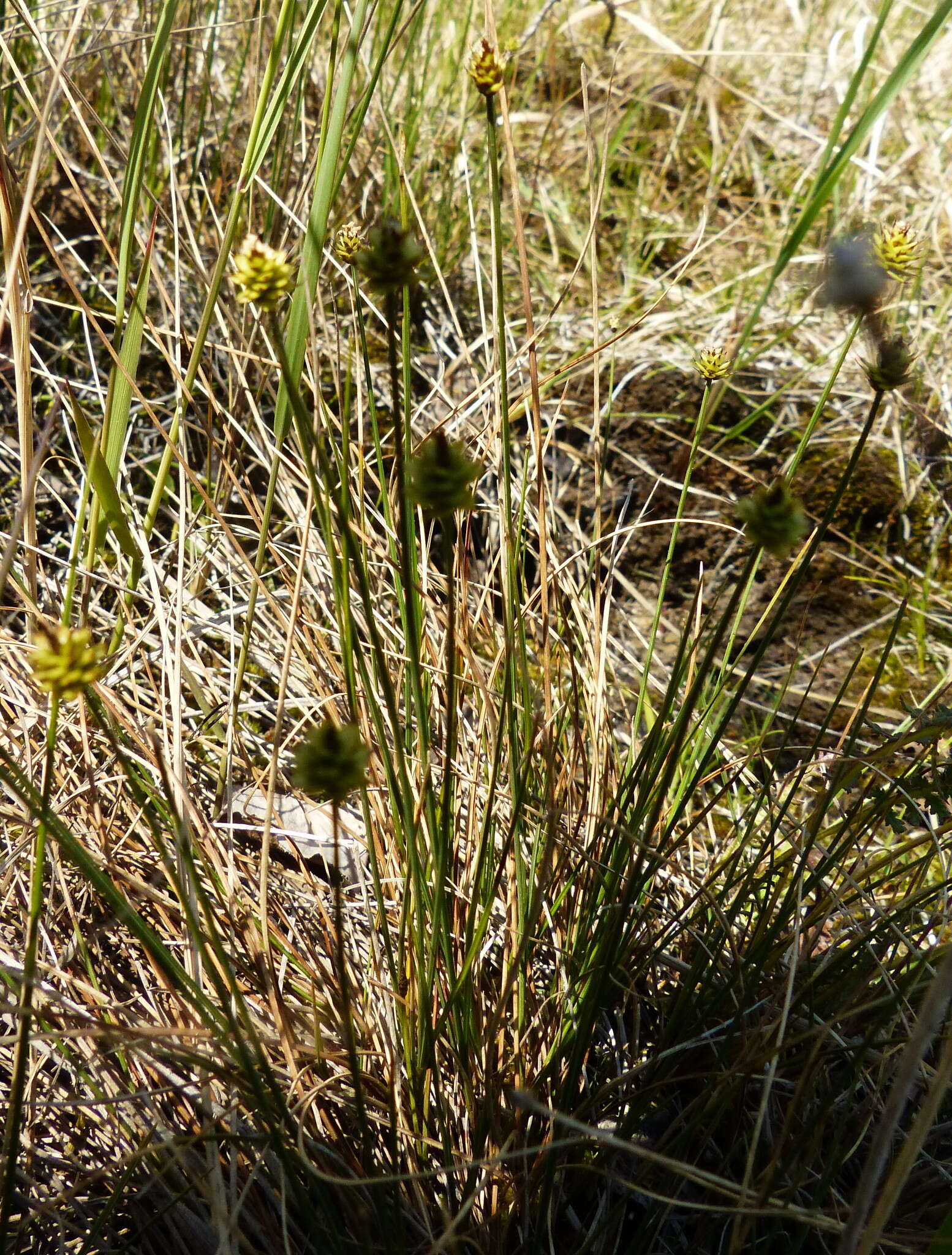 Imagem de Carex capitata Sol.