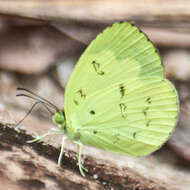 Imagem de Eurema ada (Distant & Pryer 1887)