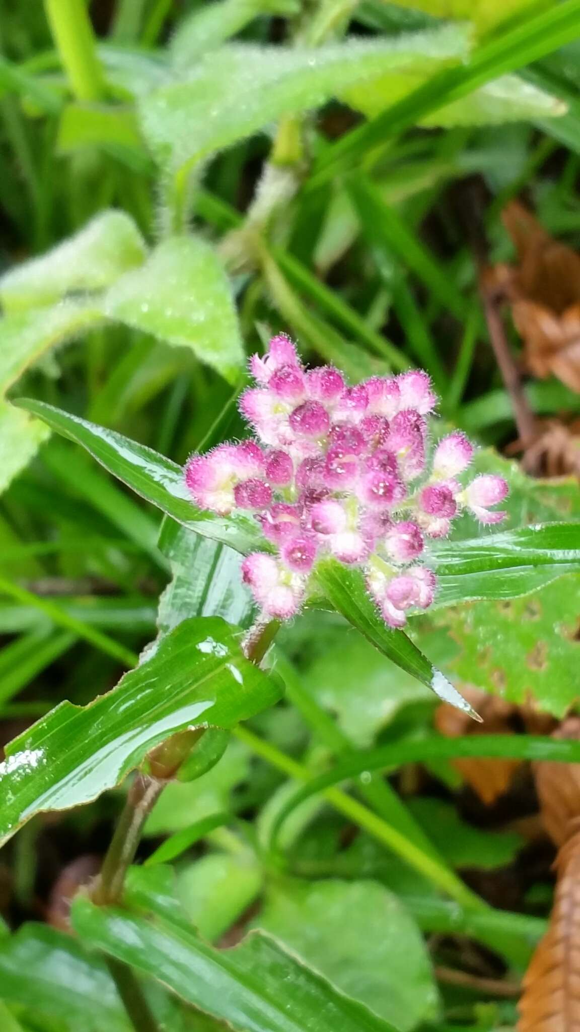 Sivun Floscopa glomerata (Willd. ex Schult. & Schult. fil.) Hassk. kuva