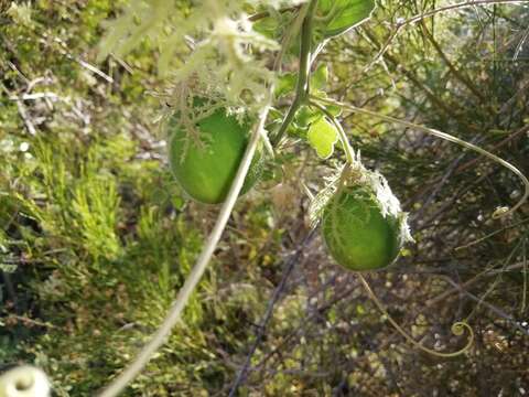 Passiflora arida (Mast. & Rose) Killip的圖片