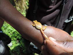 Image of Ahl's Reed Frog