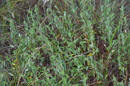 Image of largepod pinweed