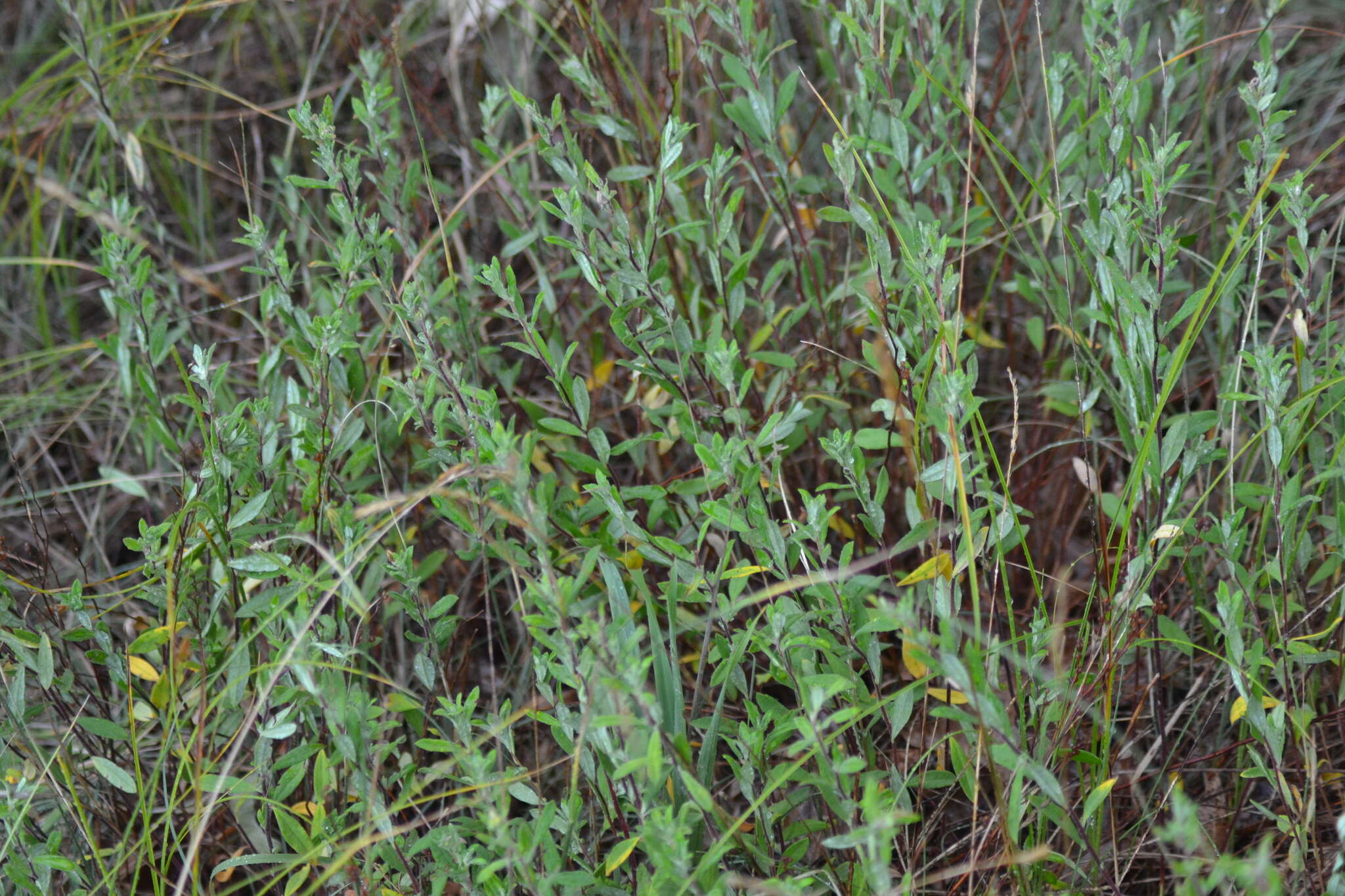 Image of largepod pinweed