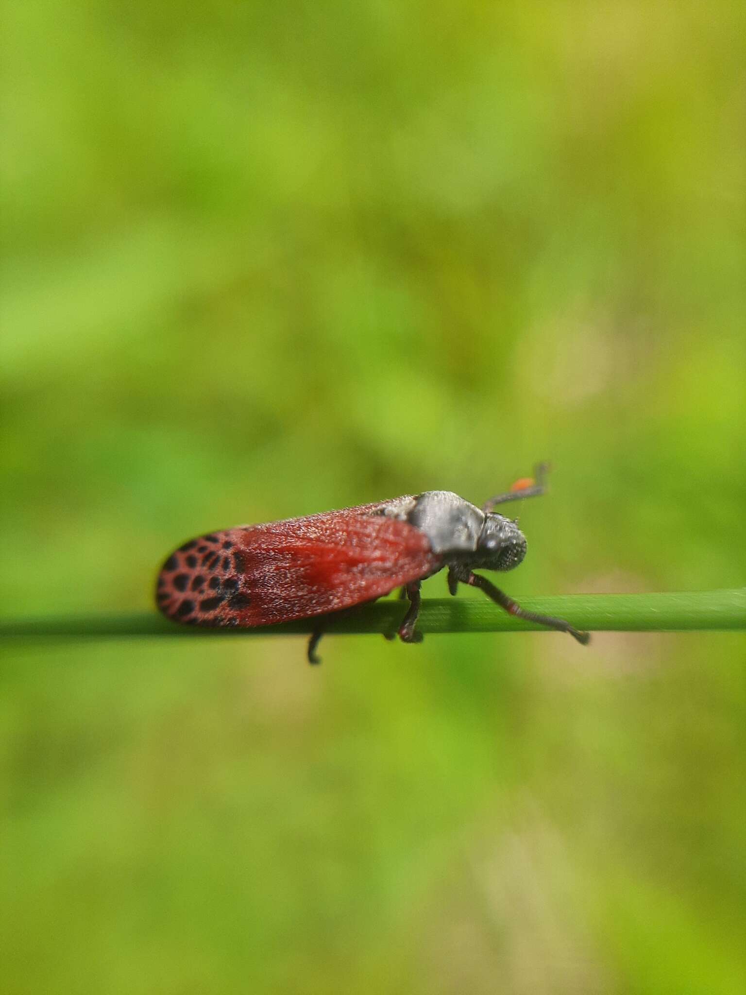 Image of Mahanarva (Mahanarva) rubripennis (Schmidt 1922)