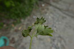 Image of Peronospora corydalis