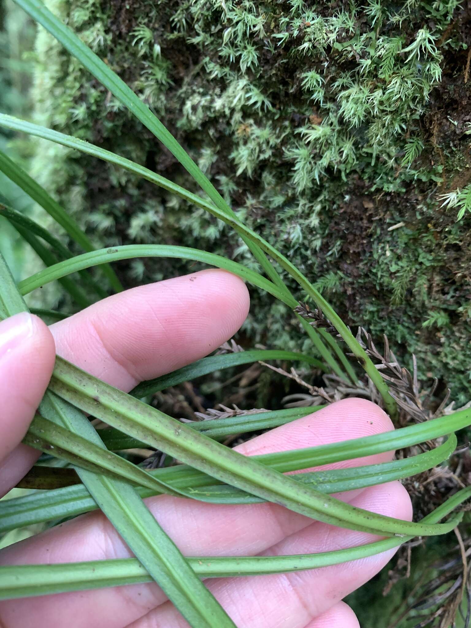 Haplopteris flexuosa (Fée) E. H. Crane的圖片