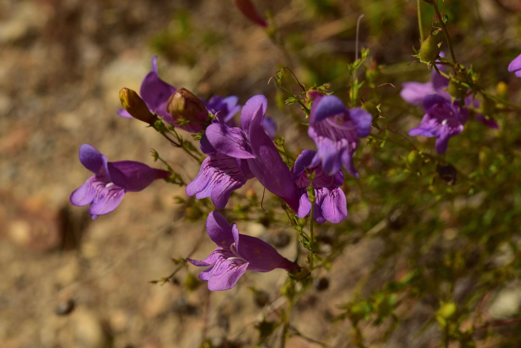 Image of Venus penstemon