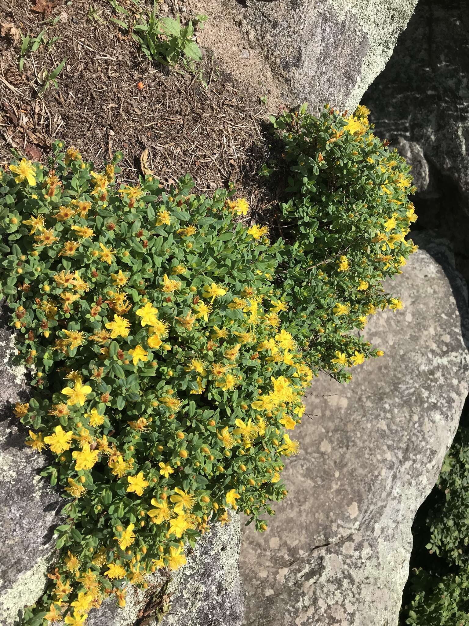 Image of Blueridge St. John's-Wort