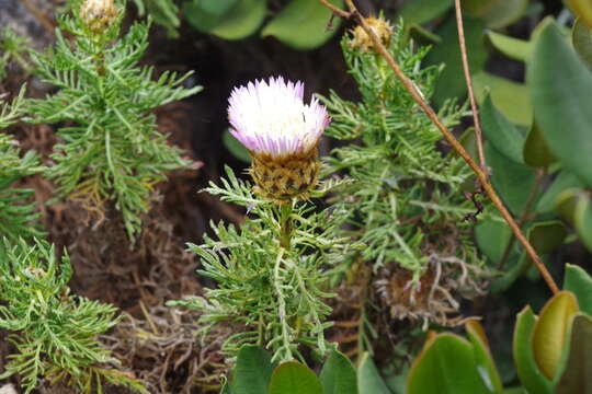 Image of Plectocephalus chilensis G. Don ex Loud.