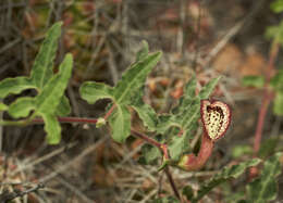 Image of Cory's dutchman's pipe