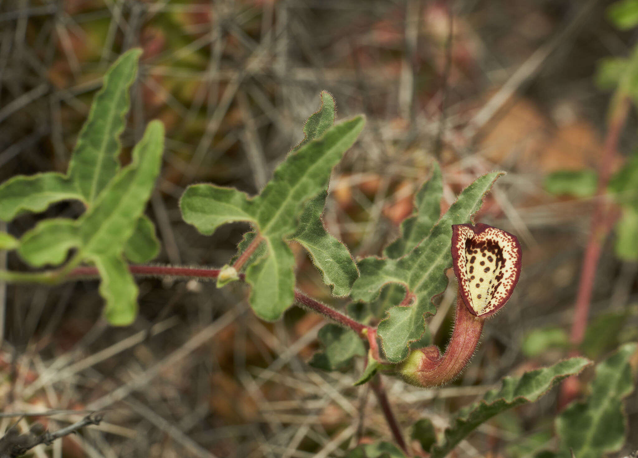 Image de Aristolochia coryi I. M. Johnston