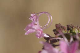 Image de Trichostema laxum A. Gray