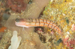 Image of Twocoat coralblenny